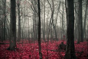 Priroda/National Geographic Photo Contest