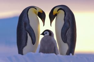 Priroda/National Geographic Photo Contest