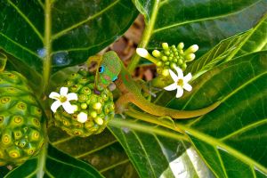 Priroda/National Geographic Photo Contest Photo Contest